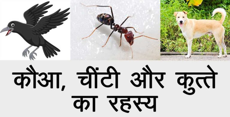 कौआ चींटी ओर कुत्ते का रहस्य